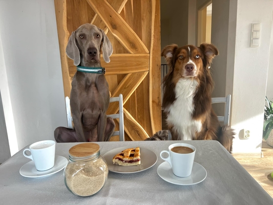 Na kafíčko s Doggolandem